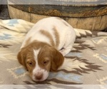 Small #7 Brittany