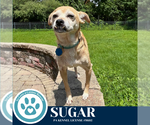 Small #11 Chihuahua Mix