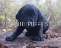 Medium Photo #1 Labrador Retriever Puppy For Sale in SOMERVILLE, TN, USA