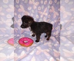 Small #7 Yorkshire Terrier