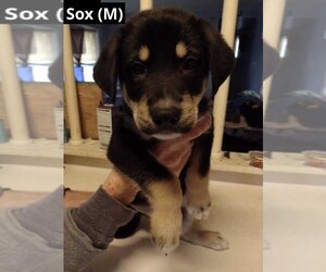 German Shepherd Dog-Unknown Mix Dogs for adoption in Oak Bluffs, MA, USA
