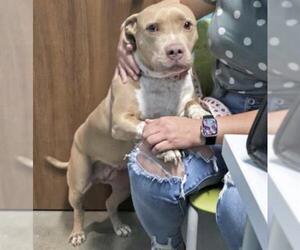American Staffordshire Terrier Dogs for adoption in Houston, TX, USA