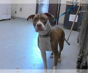 American Pit Bull Terrier Dogs for adoption in Fayetteville, NC, USA