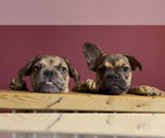 Small #1 French Bulldog
