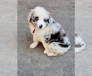 Miniature Australian Shepherd Puppy for sale in POPLARVILLE, MS, USA