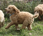 Small Photo #10 Poodle (Standard) Puppy For Sale in GARWOOD, TX, USA