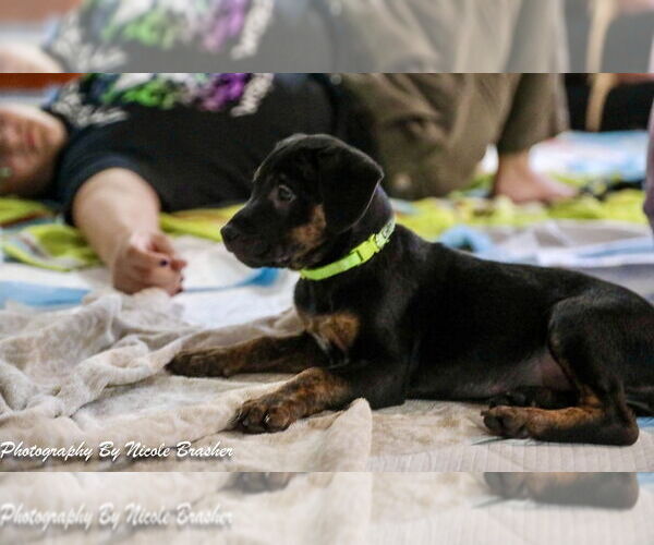 Medium Photo #14 Mutt Puppy For Sale in Mooresville, NC, USA
