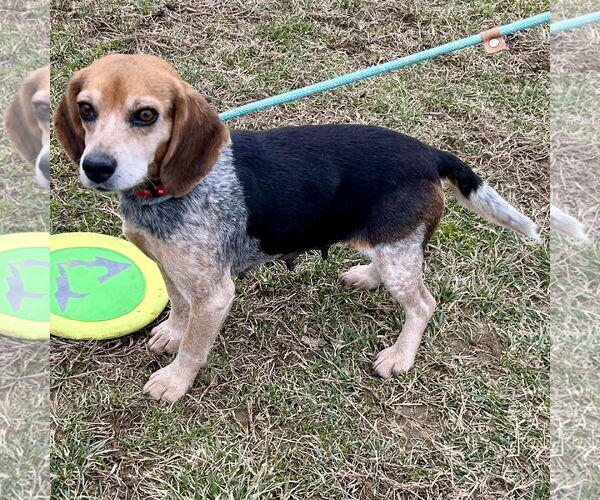 Medium Photo #2 Beagle Puppy For Sale in Batavia, OH, USA