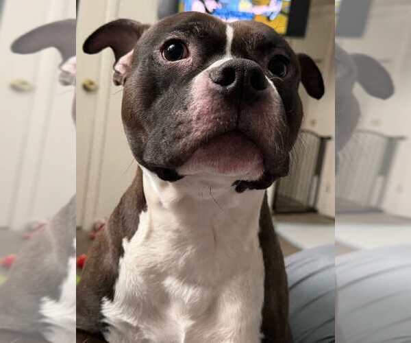 Medium Photo #3 American Pit Bull Terrier-Unknown Mix Puppy For Sale in Westwood, NJ, USA