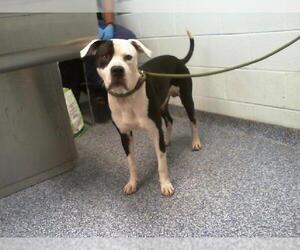 American Pit Bull Terrier Dogs for adoption in Charlotte, NC, USA