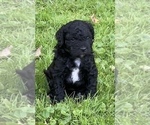 Small Photo #1 Goldendoodle Puppy For Sale in COGAN STATION, PA, USA