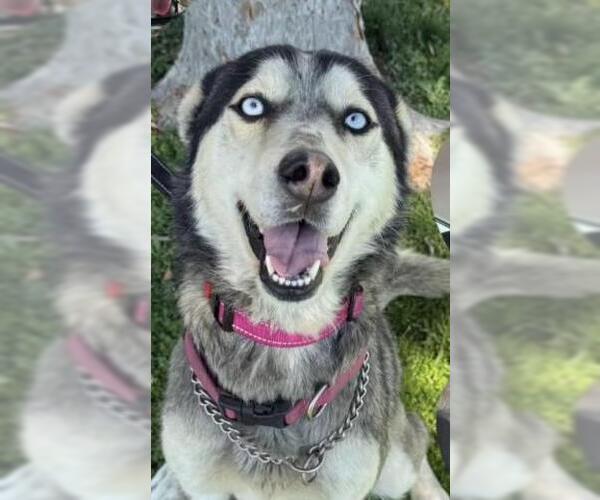 Medium Photo #1 Siberian Husky Puppy For Sale in Bakersfield, CA, USA