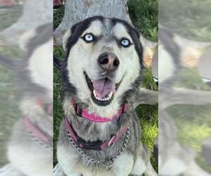 Siberian Husky Dogs for adoption in Bakersfield, CA, USA