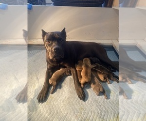 Mother of the Cane Corso puppies born on 12/03/2023