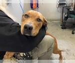 Small Redbone Coonhound-Rhodesian Ridgeback Mix