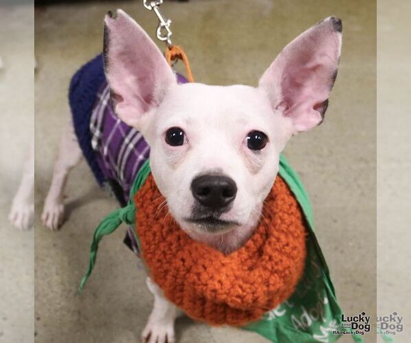 Medium Photo #7 Chihuahua-Unknown Mix Puppy For Sale in Washington, DC, USA