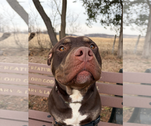 Medium Photo #4 Mutt Puppy For Sale in Jefferson, WI, USA