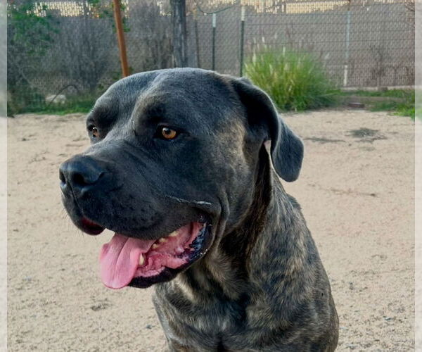 Medium Photo #3 Mutt Puppy For Sale in Goodyear, AZ, USA