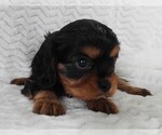 Small #3 Cavalier King Charles Spaniel