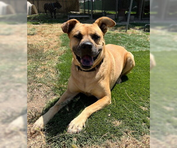 Medium Photo #7 Boxer-Unknown Mix Puppy For Sale in Ventura, CA, USA