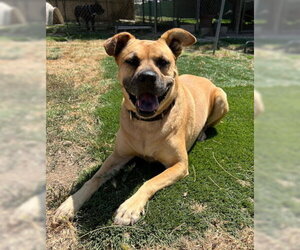 Amber - Female Boxer-Unknown Mix Dog for Adoption - Photo #7
