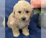 Small Photo #29 Poodle (Toy) Puppy For Sale in SAFFORD, AZ, USA