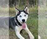 Small Siberian Husky