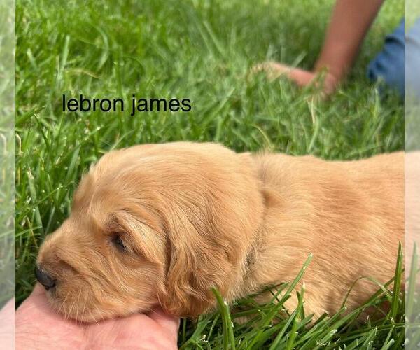 Medium Photo #24 Golden Retriever Puppy For Sale in LIME SPRINGS, IA, USA