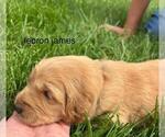 Small #23 Golden Retriever