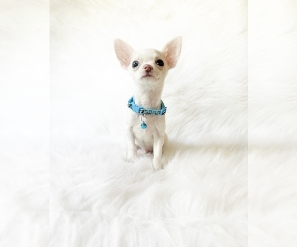 Medium Photo #1 Chihuahua Puppy For Sale in SACRAMENTO, CA, USA