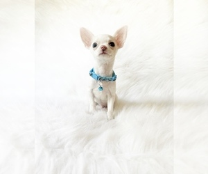 Chihuahua Puppy for sale in SACRAMENTO, CA, USA