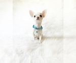 Image preview for Ad Listing. Nickname: Sammie