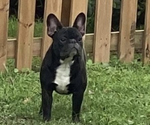 French Bulldog Puppy for sale in SARALAND, AL, USA