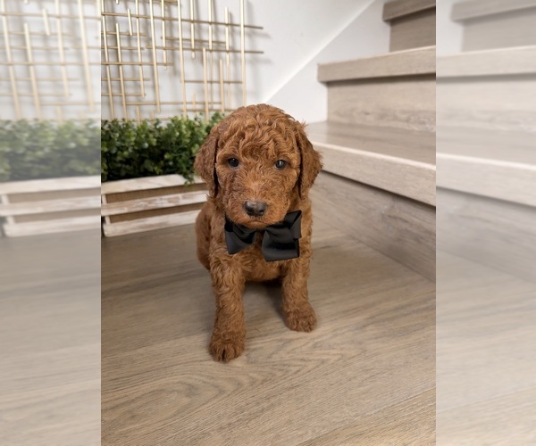 Medium Photo #2 Goldendoodle mix (+ Poodle Standard) Puppy For Sale in ORLANDO, FL, USA