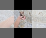 Small #4 Chihuahua