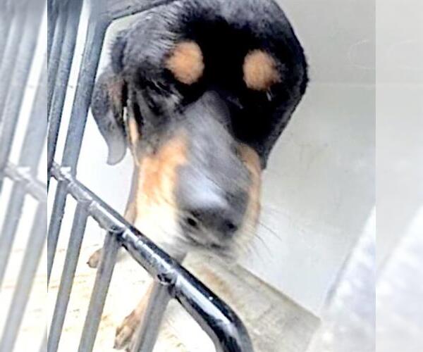Medium Photo #1 Rottweiler Puppy For Sale in Houston, TX, USA