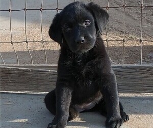 Labrador Retriever Puppy for sale in CALIENTE, CA, USA