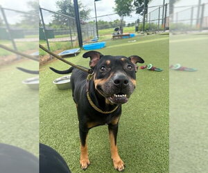 American Pit Bull Terrier-Unknown Mix Dogs for adoption in Pasadena, TX, USA
