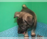Small Photo #6 Norwegian Elkhound Puppy For Sale in PATERSON, NJ, USA