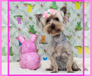 Yorkshire Terrier Puppy for sale in TAYLOR, TX, USA