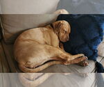 Small Photo #20 American Pit Bull Terrier-Bulldog Mix Puppy For Sale in Raleigh, NC, USA