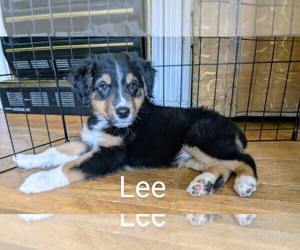 Medium Photo #10 Australian Shepherd Puppy For Sale in PAMPLIN, VA, USA