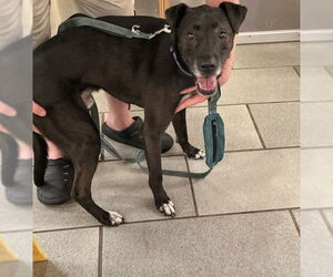 Labrador Retriever Dogs for adoption in Virginia Beach, VA, USA