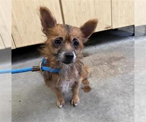 Chiweenie Dogs for adoption in Camarillo, CA, USA