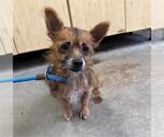 Small Chiweenie