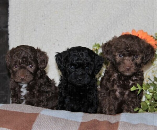 Medium Photo #2 -Poodle (Toy) Mix Puppy For Sale in GAP, PA, USA