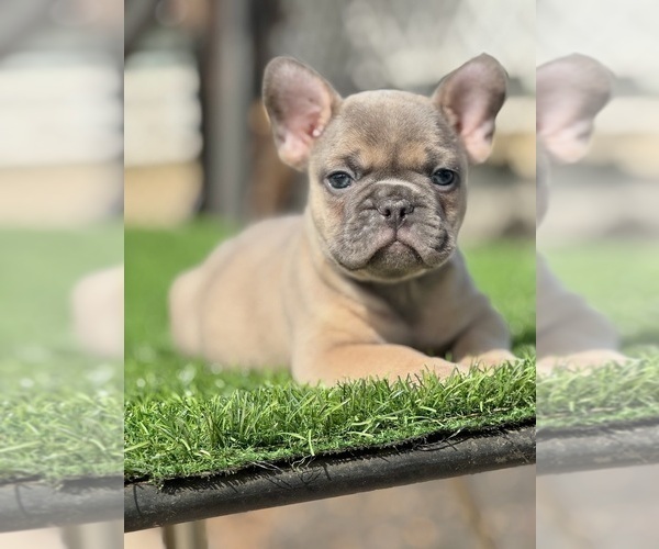 Medium Photo #7 French Bulldog Puppy For Sale in SAN FRANCISCO, CA, USA
