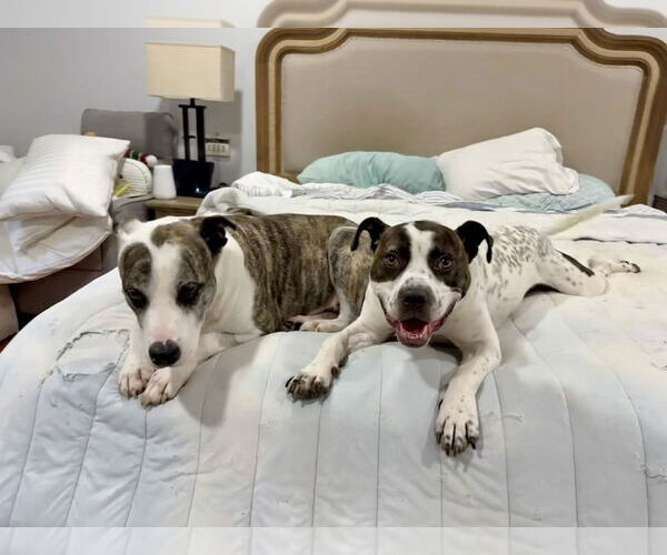 Medium Photo #4 Staffordshire Bull Terrier-Unknown Mix Puppy For Sale in Brewster, NY, USA