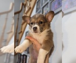 Small #2 Pembroke Welsh Corgi