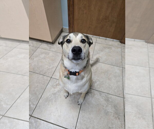 Medium Photo #3 Black Mouth Cur-Labrador Retriever Mix Puppy For Sale in The Woodlands, TX, USA